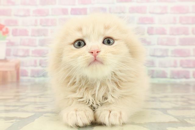 スコティッシュフォールド