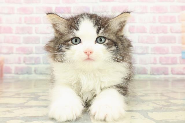 東京都のノルウェージャンフォレストキャット (Coo&RIKU中野サンモール店/2025年10月24日生まれ/女の子/ブラウンタビーホワイト)の子猫の1枚目の画像