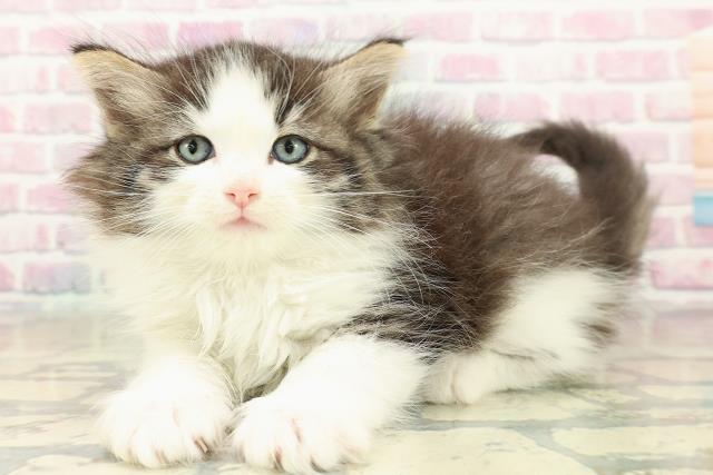 東京都のノルウェージャンフォレストキャット (Coo&RIKU中野サンモール店/2025年10月24日生まれ/女の子/ブラウンタビーホワイト)の子猫の2枚目の画像