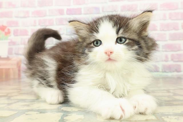 東京都のノルウェージャンフォレストキャット (Coo&RIKU中野サンモール店/2025年10月24日生まれ/女の子/ブラウンタビーホワイト)の子猫の3枚目の画像