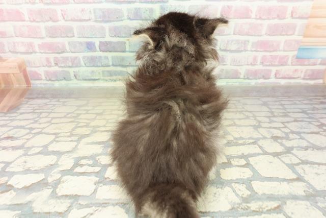 東京都のノルウェージャンフォレストキャット (Coo&RIKU中野サンモール店/2025年10月24日生まれ/女の子/ブラウンタビーホワイト)の子猫の4枚目の画像