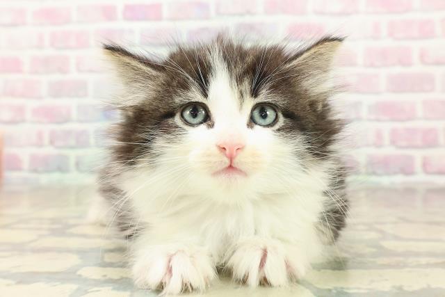 東京都のノルウェージャンフォレストキャット (Coo&RIKU池袋西口店/2025年10月24日生まれ/女の子/ブラウンタビーホワイト)の子猫の1枚目の画像