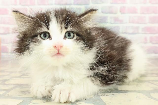 東京都のノルウェージャンフォレストキャット (Coo&RIKU池袋西口店/2025年10月24日生まれ/女の子/ブラウンタビーホワイト)の子猫の2枚目の画像