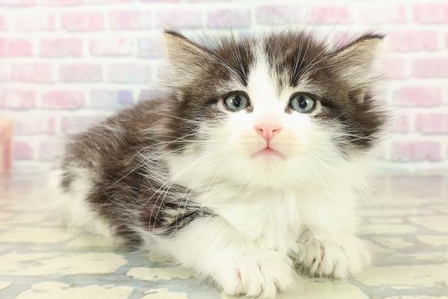 東京都のノルウェージャンフォレストキャット (Coo&RIKU池袋西口店/2025年10月24日生まれ/女の子/ブラウンタビーホワイト)の子猫の3枚目の画像