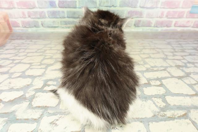 東京都のノルウェージャンフォレストキャット (Coo&RIKU池袋西口店/2025年10月24日生まれ/女の子/ブラウンタビーホワイト)の子猫の4枚目の画像