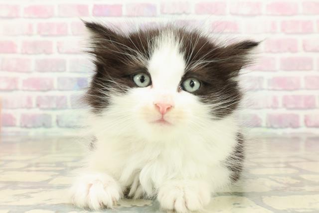 東京都のノルウェージャンフォレストキャット (Coo&RIKU浅草店/2025年10月24日生まれ/女の子/ブラックホワイト)の子猫の1枚目の画像