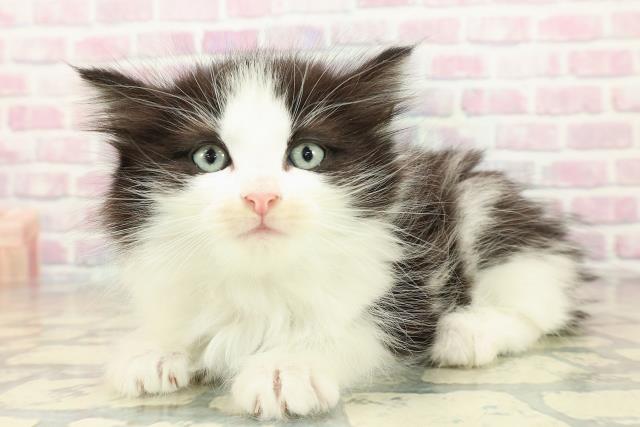 東京都のノルウェージャンフォレストキャット (Coo&RIKU浅草店/2025年10月24日生まれ/女の子/ブラックホワイト)の子猫の2枚目の画像