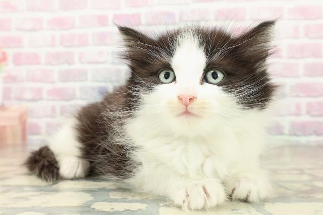 東京都のノルウェージャンフォレストキャット (Coo&RIKU浅草店/2025年10月24日生まれ/女の子/ブラックホワイト)の子猫の3枚目の画像