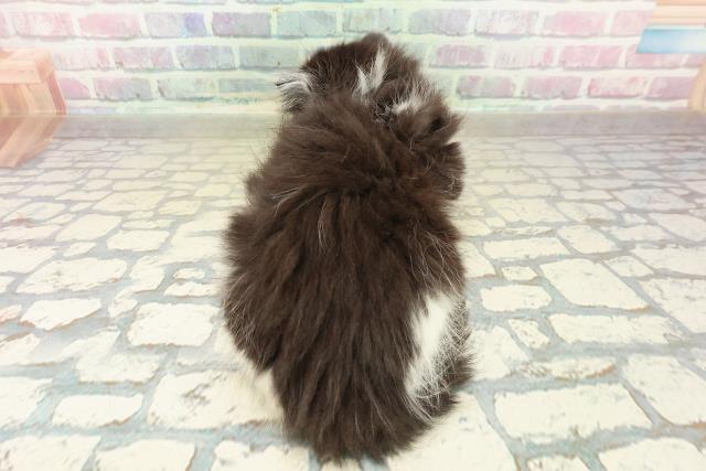 東京都のノルウェージャンフォレストキャット (Coo&RIKU浅草店/2025年10月24日生まれ/女の子/ブラックホワイト)の子猫の4枚目の画像