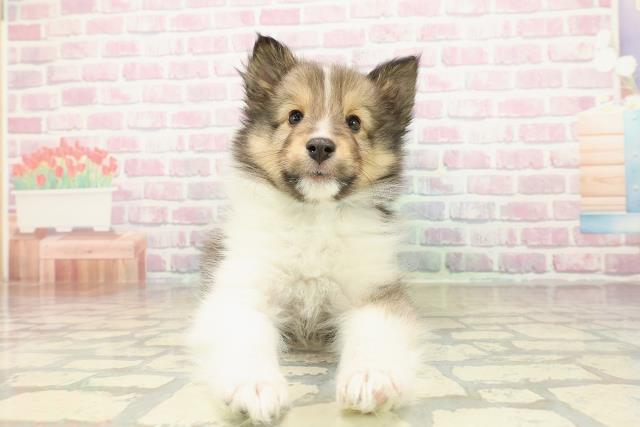 岩手県のシェットランドシープドッグ (Coo&RIKU岩手盛岡店/2025年10月23日生まれ/男の子/セーブルホワイト)の子犬の1枚目の画像