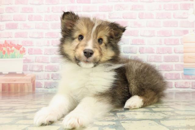 岩手県のシェットランドシープドッグ (Coo&RIKU岩手盛岡店/2025年10月23日生まれ/男の子/セーブルホワイト)の子犬の2枚目の画像