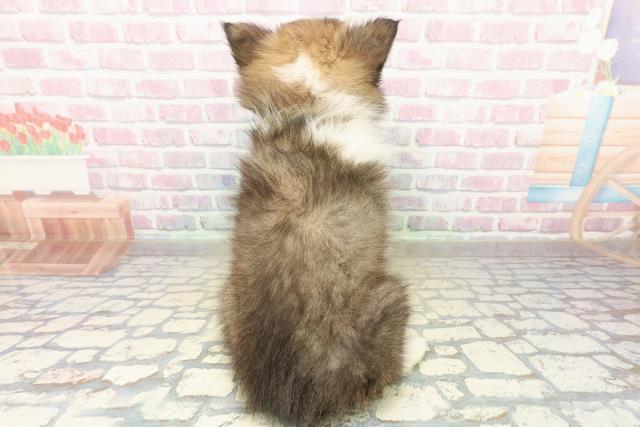 岩手県のシェットランドシープドッグ (Coo&RIKU岩手盛岡店/2025年10月23日生まれ/男の子/セーブルホワイト)の子犬の4枚目の画像