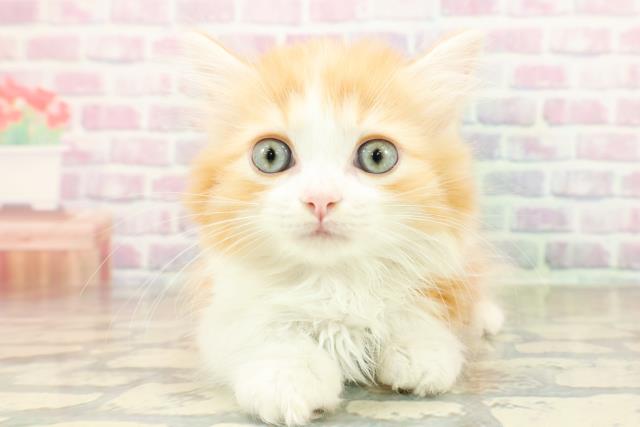 東京都のマンチカン (Coo&RIKU池袋西口店/2025年10月16日生まれ/女の子/レッドタビーホワイト)の子猫の1枚目の画像