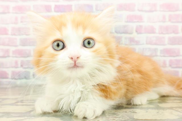 東京都のマンチカン (Coo&RIKU池袋西口店/2025年10月16日生まれ/女の子/レッドタビーホワイト)の子猫の2枚目の画像