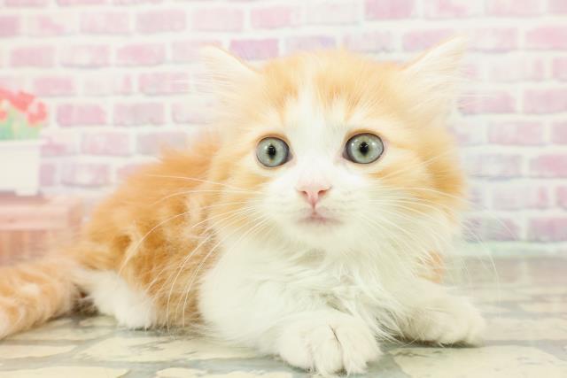 東京都のマンチカン (Coo&RIKU池袋西口店/2025年10月16日生まれ/女の子/レッドタビーホワイト)の子猫の3枚目の画像