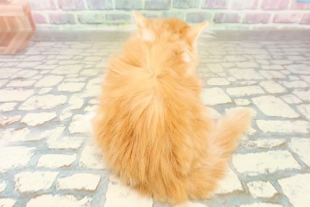 東京都のマンチカン (Coo&RIKU池袋西口店/2025年10月16日生まれ/女の子/レッドタビーホワイト)の子猫の4枚目の画像