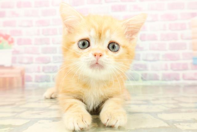 マンチカン（長足）