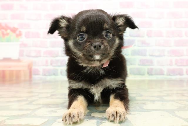 徳島県のチワワ(ロング) (Coo&RIKU徳島店/2025年10月26日生まれ/女の子/ブラックタンホワイト)の子犬の1枚目の画像