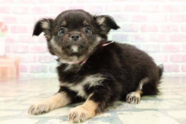 徳島県のチワワ(ロング) (Coo&RIKU徳島店/2025年10月26日生まれ/女の子/ブラックタンホワイト)の子犬の2枚目の画像