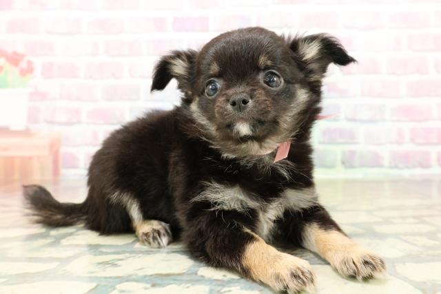 徳島県のチワワ(ロング) (Coo&RIKU徳島店/2025年10月26日生まれ/女の子/ブラックタンホワイト)の子犬の3枚目の画像