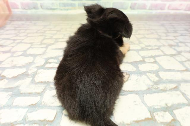 徳島県のチワワ(ロング) (Coo&RIKU徳島店/2025年10月26日生まれ/女の子/ブラックタンホワイト)の子犬の4枚目の画像