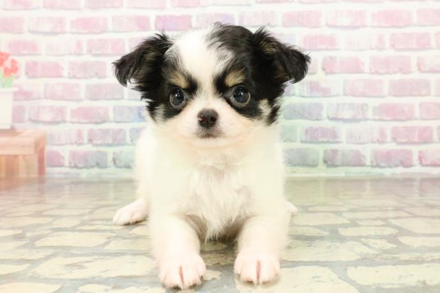 愛媛県のチワワ(ロング) (Coo&RIKU愛媛松山店/2025年10月26日生まれ/女の子/ホワイトブラックタン)の子犬の1枚目の画像