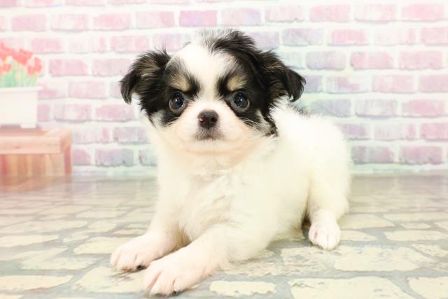 愛媛県のチワワ(ロング) (Coo&RIKU愛媛松山店/2025年10月26日生まれ/女の子/ホワイトブラックタン)の子犬の2枚目の画像