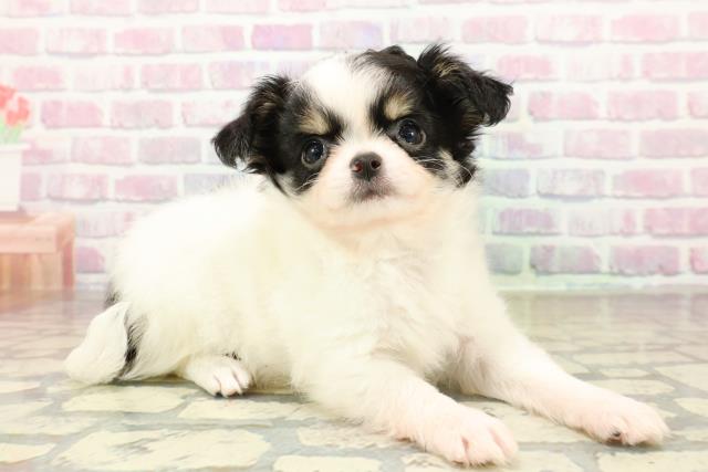 愛媛県のチワワ(ロング) (Coo&RIKU愛媛松山店/2025年10月26日生まれ/女の子/ホワイトブラックタン)の子犬の3枚目の画像