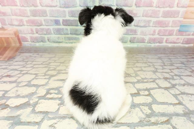 愛媛県のチワワ(ロング) (Coo&RIKU愛媛松山店/2025年10月26日生まれ/女の子/ホワイトブラックタン)の子犬の4枚目の画像