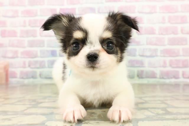 広島県のチワワ(ロング) (Coo&RIKU広島北店/2025年10月25日生まれ/男の子/ホワイトブラックタン)の子犬の1枚目の画像