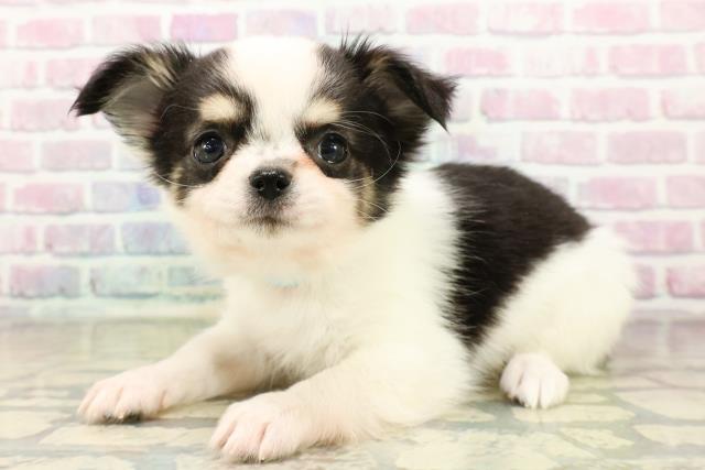 広島県のチワワ(ロング) (Coo&RIKU広島北店/2025年10月25日生まれ/男の子/ホワイトブラックタン)の子犬の2枚目の画像