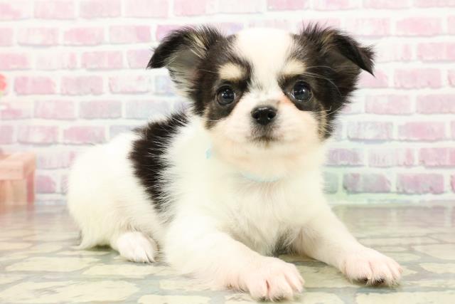 広島県のチワワ(ロング) (Coo&RIKU広島北店/2025年10月25日生まれ/男の子/ホワイトブラックタン)の子犬の3枚目の画像