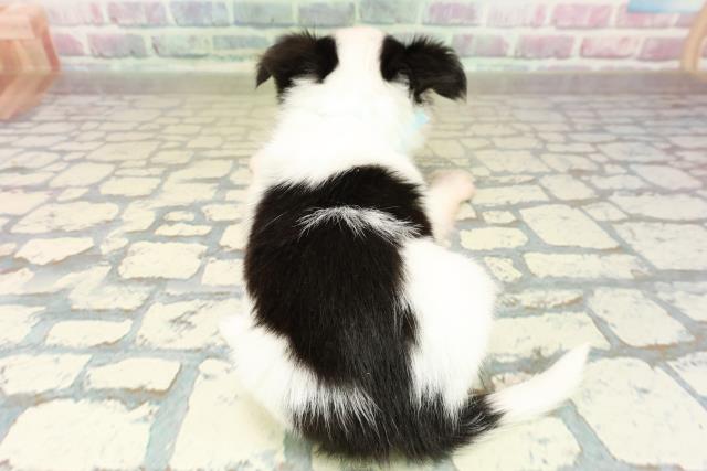 広島県のチワワ(ロング) (Coo&RIKU広島北店/2025年10月25日生まれ/男の子/ホワイトブラックタン)の子犬の4枚目の画像