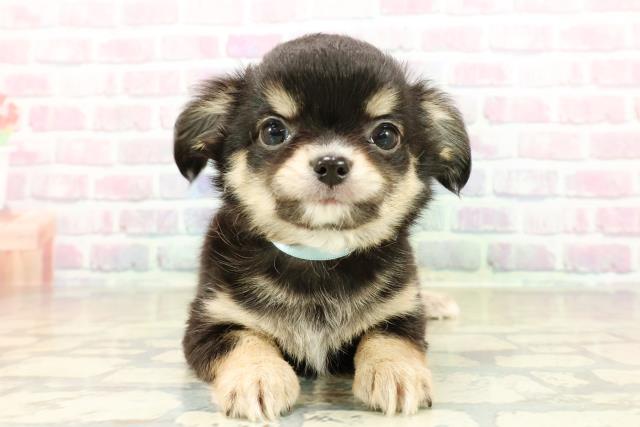 福井県のチワワ(ロング) (Coo&RIKU福井店/2025年10月26日生まれ/男の子/ブラックタン)の子犬の1枚目の画像