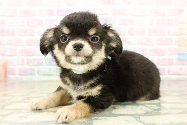 福井県のチワワ(ロング) (Coo&RIKU福井店/2025年10月26日生まれ/男の子/ブラックタン)の子犬の2枚目の画像