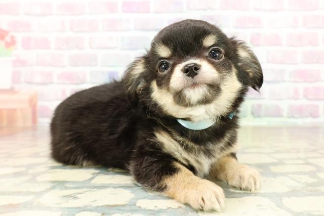 福井県のチワワ(ロング) (Coo&RIKU福井店/2025年10月26日生まれ/男の子/ブラックタン)の子犬の3枚目の画像