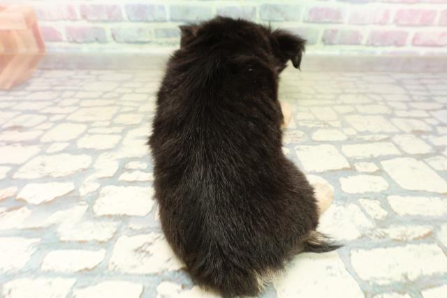 福井県のチワワ(ロング) (Coo&RIKU福井店/2025年10月26日生まれ/男の子/ブラックタン)の子犬の4枚目の画像