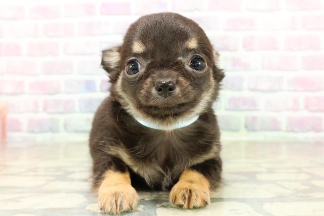 新潟県のチワワ(ロング) (Coo&RIKU新潟西店/2025年10月26日生まれ/男の子/ブラックタン)の子犬