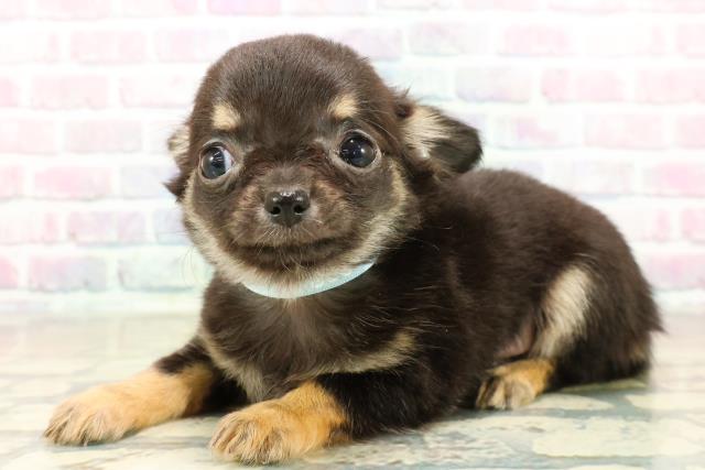 新潟県のチワワ(ロング) (Coo&RIKU新潟西店/2025年10月26日生まれ/男の子/ブラックタン)の子犬の2枚目の画像