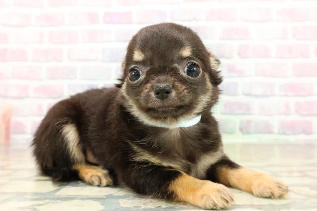 新潟県のチワワ(ロング) (Coo&RIKU新潟西店/2025年10月26日生まれ/男の子/ブラックタン)の子犬の3枚目の画像