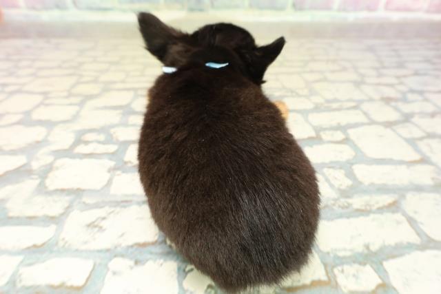 新潟県のチワワ(ロング) (Coo&RIKU新潟西店/2025年10月26日生まれ/男の子/ブラックタン)の子犬の4枚目の画像