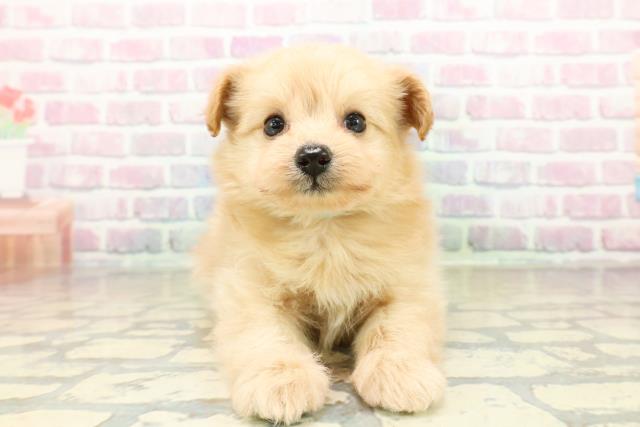 北海道のポメプー(ポメラニアン×プードル) (Coo&RIKU岩見沢店/2025年10月27日生まれ/男の子/アプリコット)の子犬の1枚目の画像