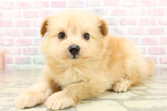 北海道のポメプー(ポメラニアン×プードル) (Coo&RIKU岩見沢店/2025年10月27日生まれ/男の子/アプリコット)の子犬の2枚目の画像