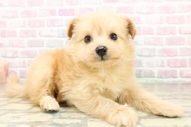 北海道のポメプー(ポメラニアン×プードル) (Coo&RIKU岩見沢店/2025年10月27日生まれ/男の子/アプリコット)の子犬の3枚目の画像