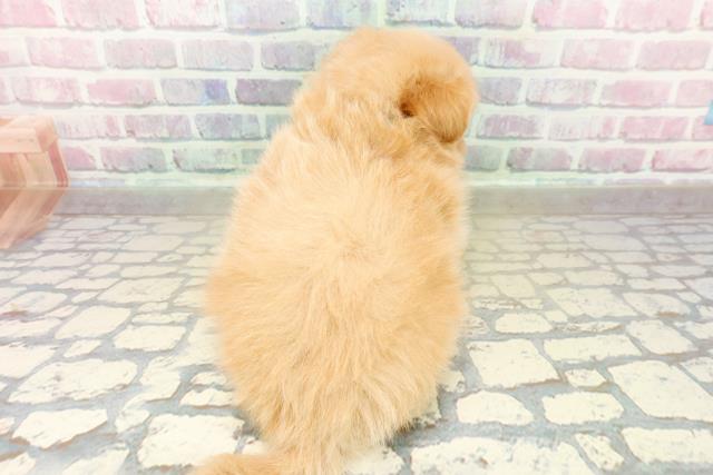 北海道のポメプー(ポメラニアン×プードル) (Coo&RIKU岩見沢店/2025年10月27日生まれ/男の子/アプリコット)の子犬の4枚目の画像