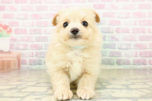 福島県のポメプー(ポメラニアン×プードル) (Coo&RIKU福島店/2025年10月27日生まれ/男の子/アプリコット)の子犬の1枚目の画像