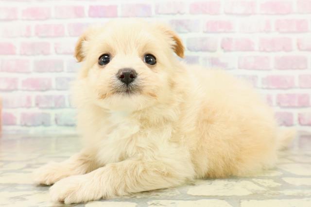 福島県のポメプー(ポメラニアン×プードル) (Coo&RIKU福島店/2025年10月27日生まれ/男の子/アプリコット)の子犬の2枚目の画像