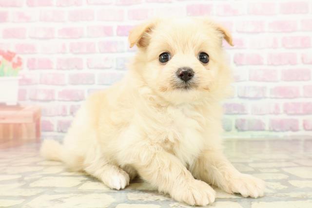 福島県のポメプー(ポメラニアン×プードル) (Coo&RIKU福島店/2025年10月27日生まれ/男の子/アプリコット)の子犬の3枚目の画像