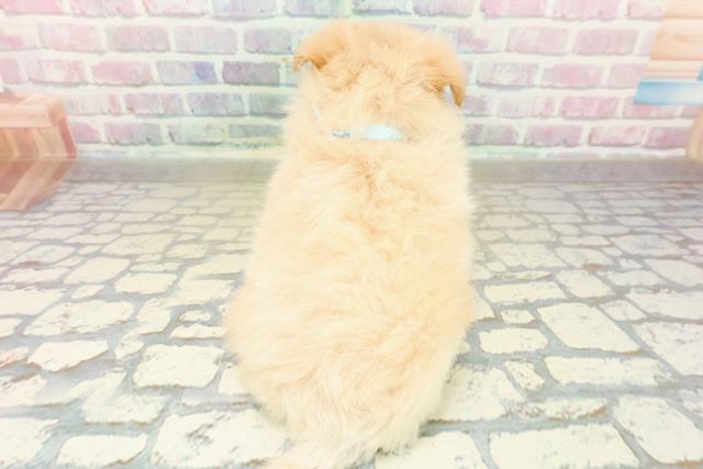 福島県のポメプー(ポメラニアン×プードル) (Coo&RIKU福島店/2025年10月27日生まれ/男の子/アプリコット)の子犬の4枚目の画像