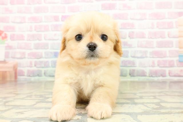 群馬県のペキプー(ペキニーズ×プードル) (Coo&RIKU前橋店/2025年10月28日生まれ/女の子/クリーム)の子犬の1枚目の画像